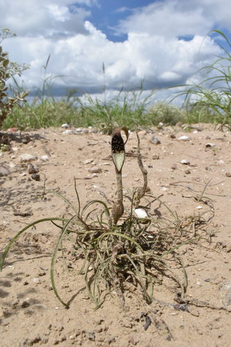 Aristolochia (pipevines and birthworts) (alternate view 12)