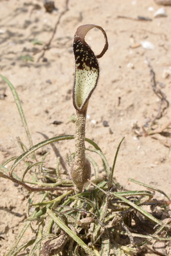Aristolochia (pipevines and birthworts) (alternate view 13)