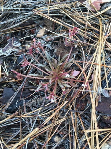 Claytonia parviflora (Streambank Springbeauty) (alternate view 3)