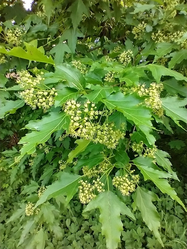 Acer ginnala (Amur Maple) (alternate view 7)