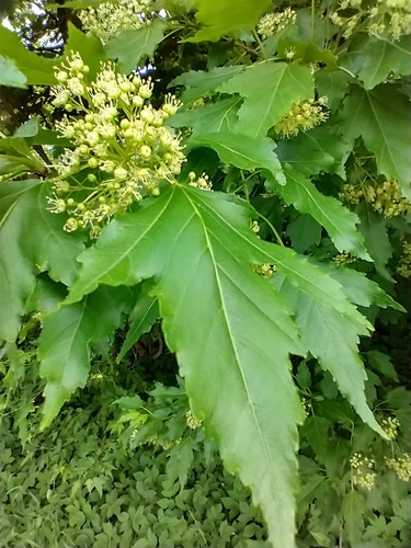 Acer ginnala (Amur Maple) (alternate view 8)