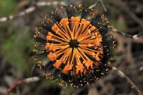 Banksia (Banksias) (alternate view 3)