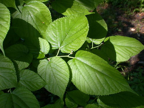 Morus rubra (red mulberry) (alternate view 4)