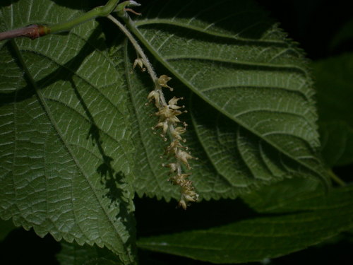 Morus rubra (red mulberry) (alternate view 5)