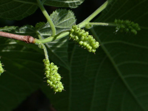 Morus rubra (red mulberry) (alternate view 6)