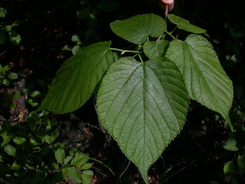 Morus rubra (red mulberry) (alternate view 7)