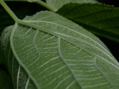 Morus rubra (red mulberry) (alternate view 8)