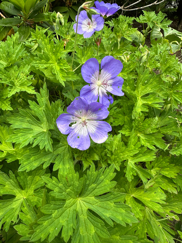 Geranium wallichianum (Purple-vein geranium)