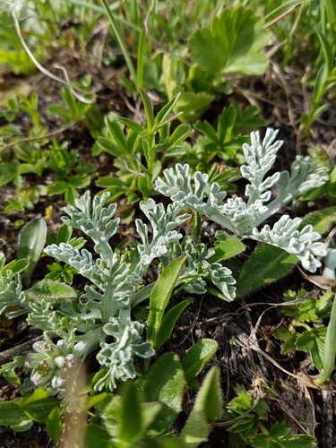 Jacobaea (ragworts) (alternate view 5)