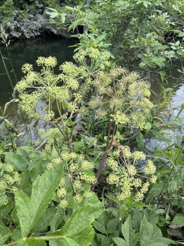 Angelica atropurpurea (purple-stemmed angelica)