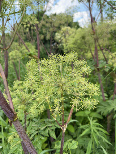 Angelica atropurpurea (purple-stemmed angelica) (alternate view 2)