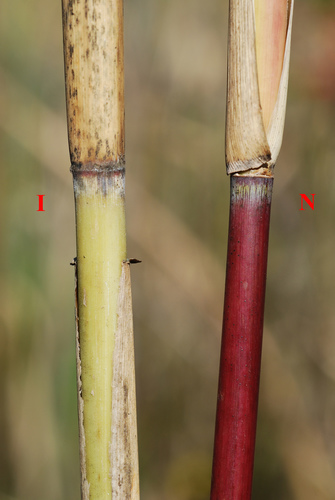 Phragmites australis (common reed)