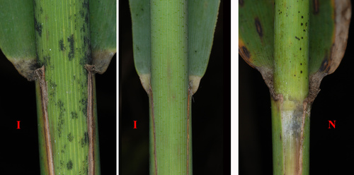 Phragmites australis (common reed)