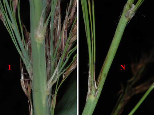 Phragmites australis (common reed)