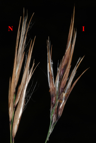 Phragmites australis (common reed)