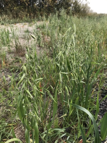 Avena sativa (Common Oat) (alternate view 5)