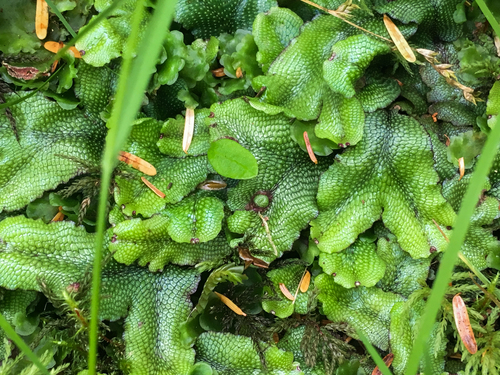 Conocephalum conicum (Great Scented Liverwort)