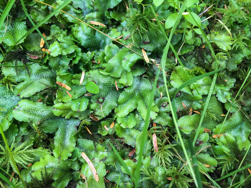 Conocephalum conicum (Great Scented Liverwort)