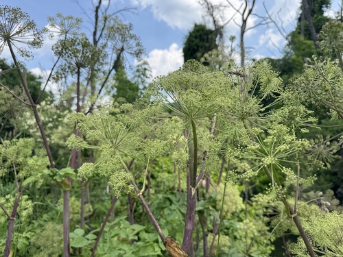 Angelica atropurpurea (purple-stemmed angelica) (alternate view 3)