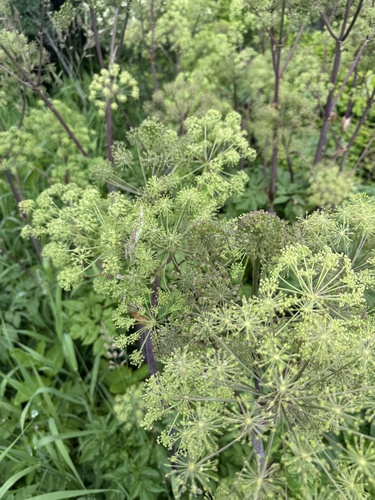 Angelica atropurpurea (purple-stemmed angelica) (alternate view 4)
