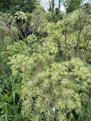 Angelica atropurpurea (purple-stemmed angelica) (alternate view 5)