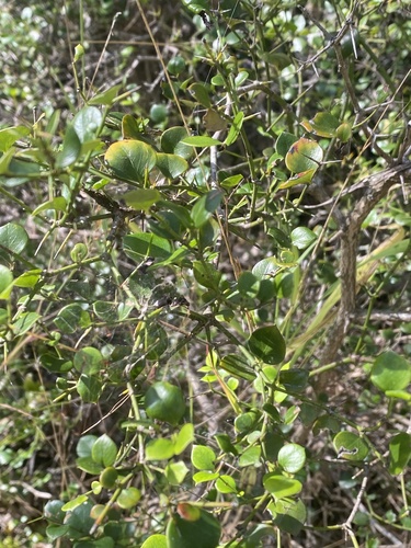 Carissa ovata (conkerberry) (alternate view 5)