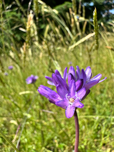 Dichelostemma congestum (Ookow)