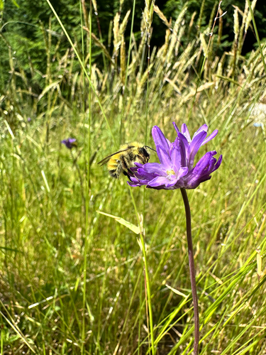 Dichelostemma congestum (Ookow) (alternate view 2)