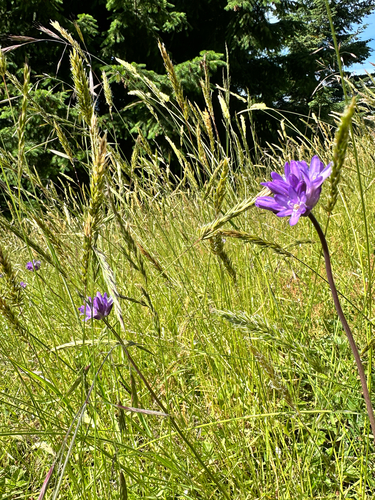 Dichelostemma congestum (Ookow) (alternate view 3)