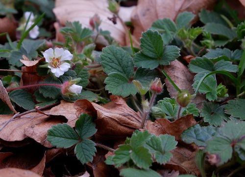 Potentilla sterilis (Barren Strawberry)