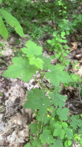 Ribes cynosbati (prickly gooseberry) (alternate view 2)