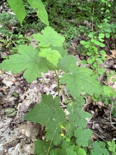 Ribes cynosbati (prickly gooseberry) (alternate view 3)