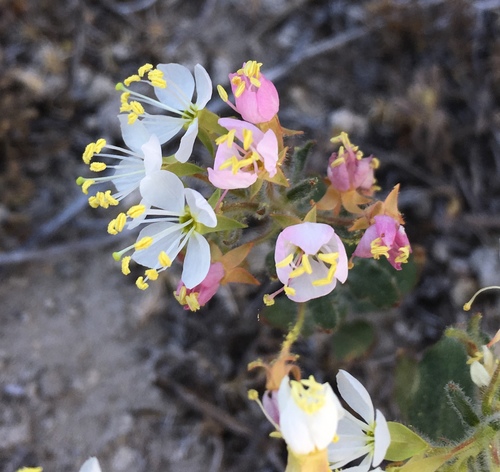 Eremothera boothii (Booth's Evening Primrose) (alternate view 6)
