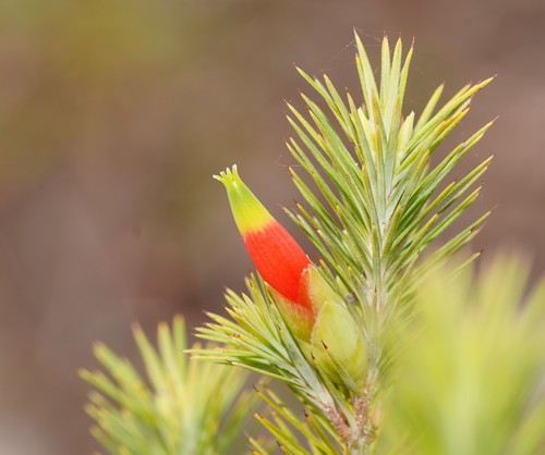 Stenanthera pinifolia (pine heath) (alternate view 4)