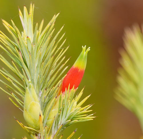 Stenanthera pinifolia (pine heath) (alternate view 3)