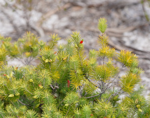 Stenanthera pinifolia (pine heath) (alternate view 5)