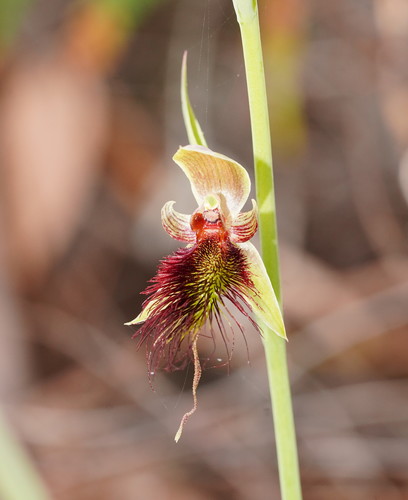 Calochilus paludosus (red beard orchid) (alternate view 4)