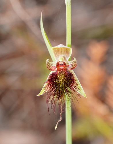 Calochilus paludosus (red beard orchid) (alternate view 3)