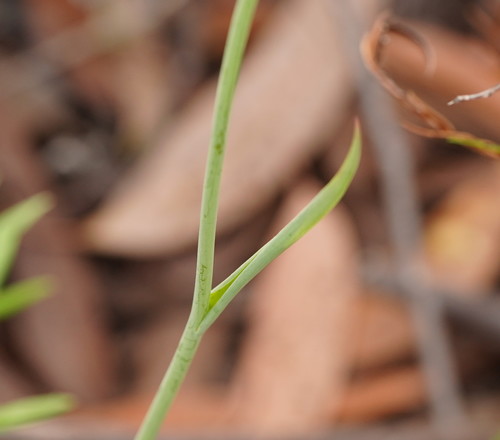 Calochilus paludosus (red beard orchid) (alternate view 5)
