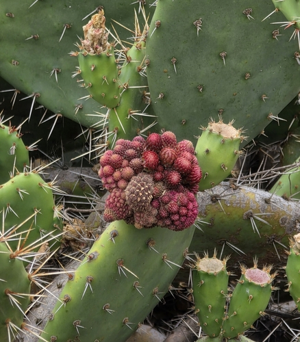 Opuntia littoralis (Coastal Pricklypear) (alternate view 5)