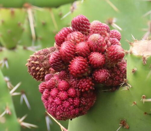 Opuntia littoralis (Coastal Pricklypear) (alternate view 4)