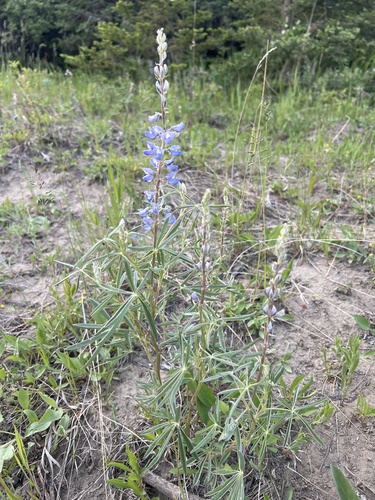 Lupinus argenteus (silvery lupine) (alternate view 3)
