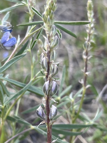 Lupinus argenteus (silvery lupine) (alternate view 4)