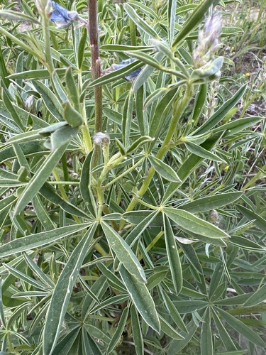 Lupinus argenteus (silvery lupine) (alternate view 5)