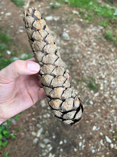 Pinus wallichiana (Himalayan Pine) (alternate view 7)