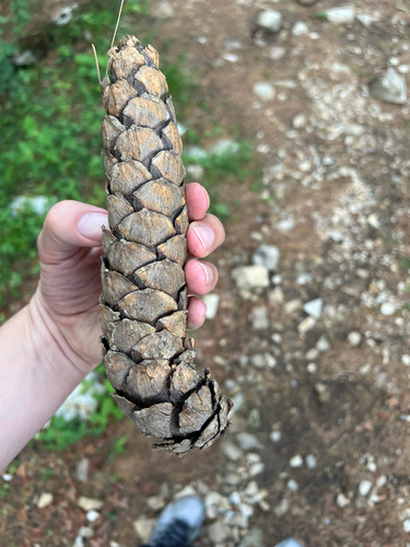 Pinus wallichiana (Himalayan Pine) (alternate view 8)