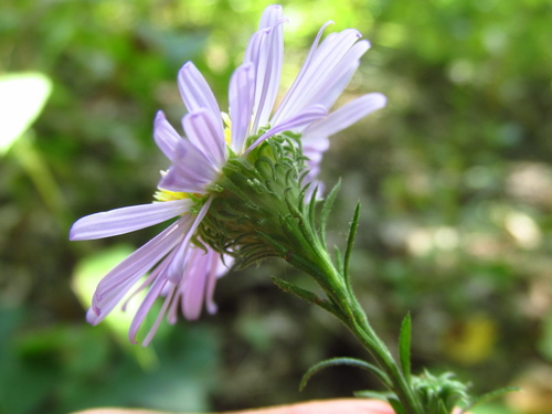 Symphyotrichum (American asters) (alternate view 4)