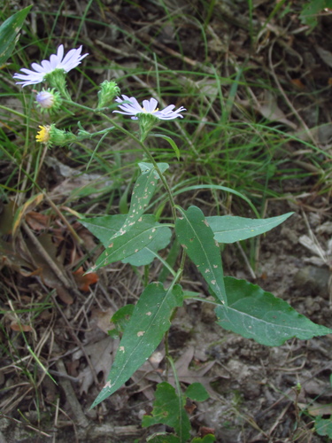 Symphyotrichum (American asters) (alternate view 6)