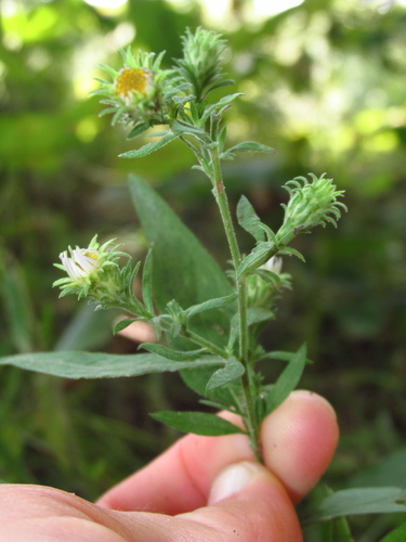 Symphyotrichum (American asters) (alternate view 5)