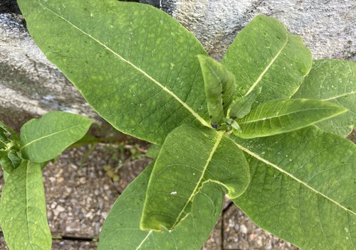 Asclepias syriaca (common milkweed)